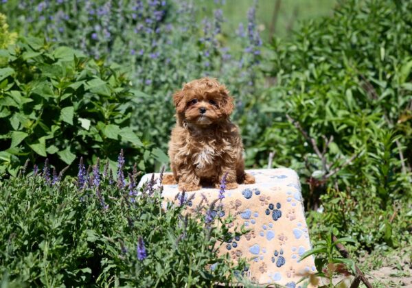 Amix Maltipoo Amix Maltipoo