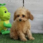 Amy-female-cavapoo-puppy-for-sale-