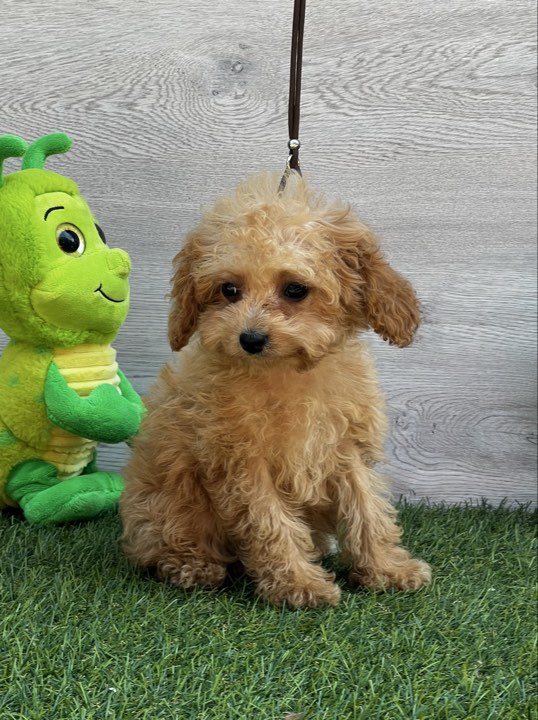Amy Cavapoo Amy Cavapoo