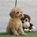 Amy-female-cavapoo-puppy-for-sale-2