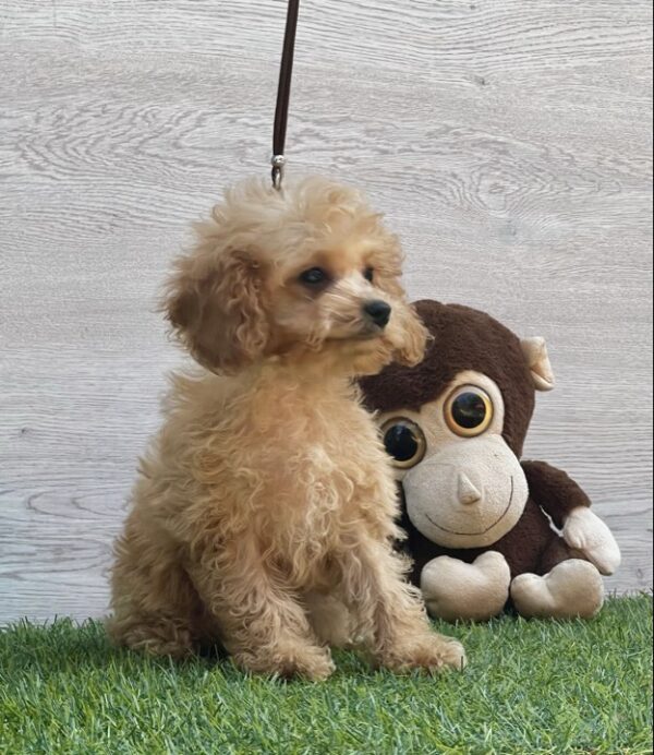 Amy Cavapoo Amy Cavapoo