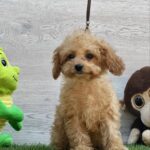 Amy-female-cavapoo-puppy-for-sale-3