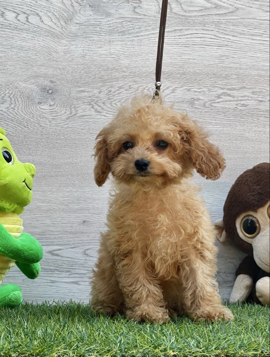 Amy Cavapoo Amy Cavapoo