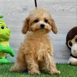 Amy Cavapoo Amy Cavapoo