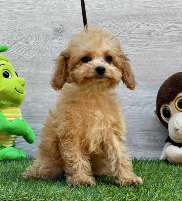 Amy Cavapoo Amy Cavapoo