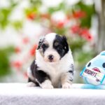 Angela-female-MAS-puppy-for-sale-1