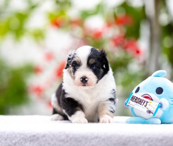 Angela Miniature American Shepherd Angela Miniature American Shepherd