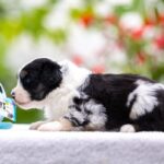 Angela-female-MAS-puppy-for-sale-2