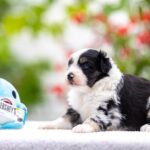 Angela-female-MAS-puppy-for-sale-3