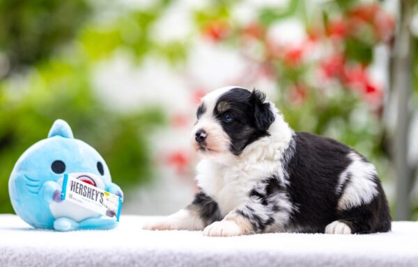 Angela Miniature American Shepherd Angela Miniature American Shepherd