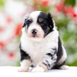 Angela-female-MAS-puppy-for-sale-4