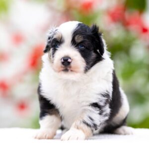 Angela Miniature American Shepherd Angela Miniature American Shepherd