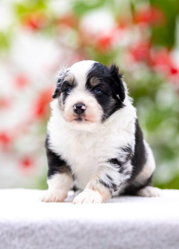 Angela Miniature American Shepherd Angela Miniature American Shepherd