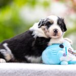 Angela-female-MAS-puppy-for-sale-5