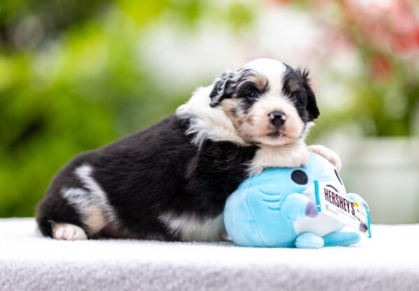 Angela Miniature American Shepherd Angela Miniature American Shepherd