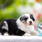 Angela-female-MAS-puppy-for-sale-6