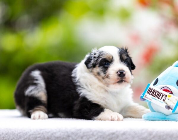 Angela Miniature American Shepherd Angela Miniature American Shepherd