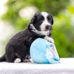 Anubis-male-MAS-puppy-for-sale-1