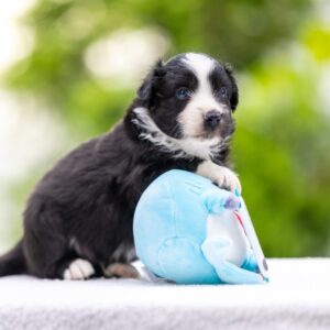 Anubis Miniature American Shepherd Anubis Miniature American Shepherd