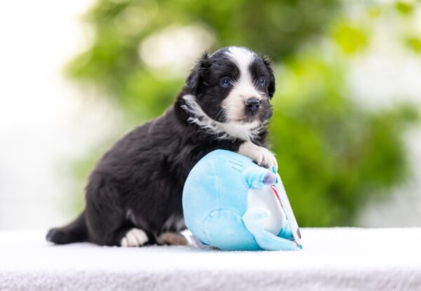 Anubis Miniature American Shepherd Anubis Miniature American Shepherd