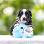 Anubis-male-MAS-puppy-for-sale-2