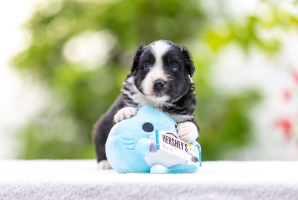 Anubis Miniature American Shepherd Anubis Miniature American Shepherd