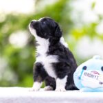 Anubis-male-MAS-puppy-for-sale-3
