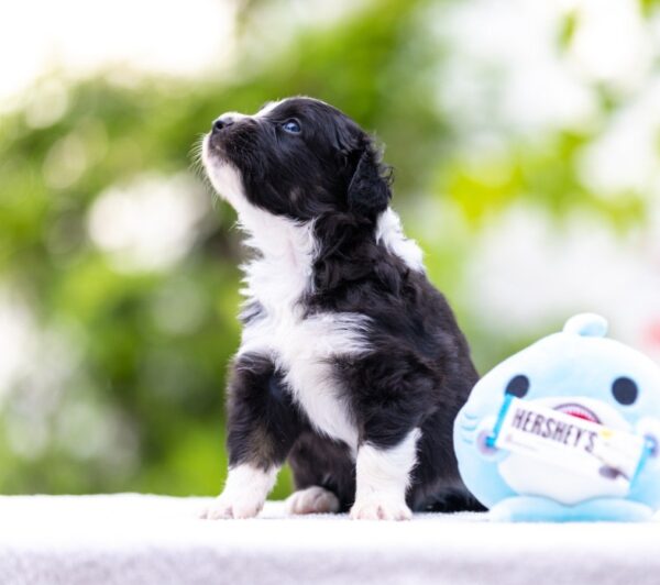 Anubis Miniature American Shepherd Anubis Miniature American Shepherd