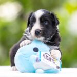 Anubis-male-MAS-puppy-for-sale-4