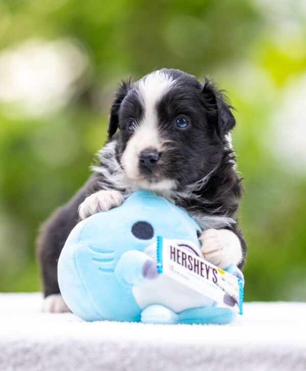 Anubis Miniature American Shepherd Anubis Miniature American Shepherd