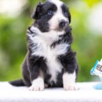 Anubis-male-MAS-puppy-for-sale-5
