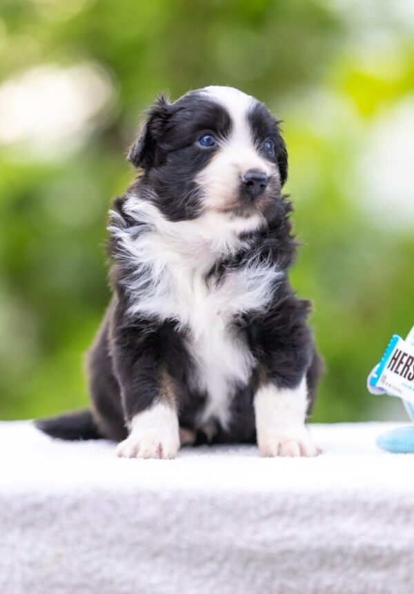 Anubis Miniature American Shepherd Anubis Miniature American Shepherd