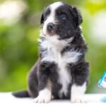 Anubis-male-MAS-puppy-for-sale-6