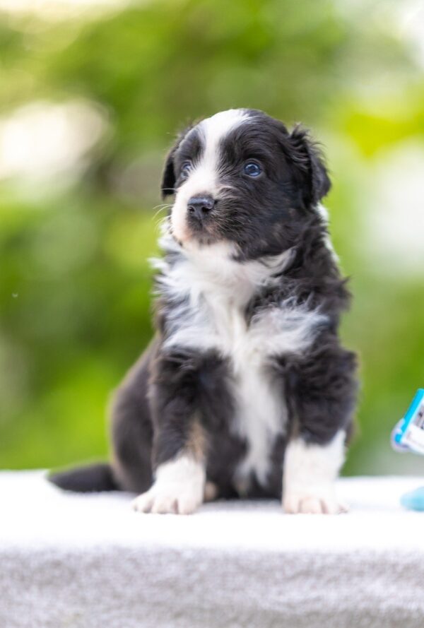 Anubis Miniature American Shepherd Anubis Miniature American Shepherd