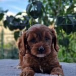 Archer-male-Cavapoo-puppy-for-sale-1
