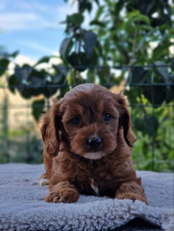 Archer Cavapoo Archer Cavapoo