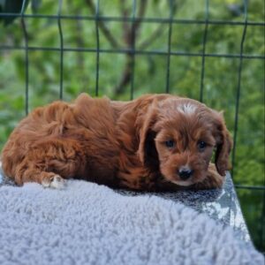 Archer Cavapoo Archer Cavapoo