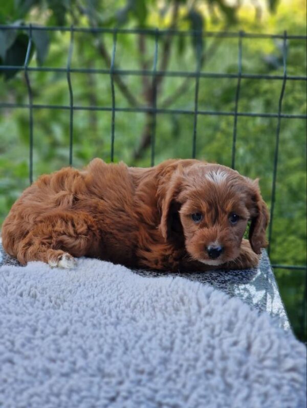 Archer Cavapoo Archer Cavapoo