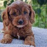 Archer-male-Cavapoo-puppy-for-sale-3