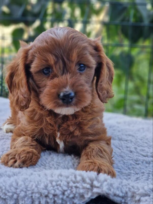 Archer Cavapoo Archer Cavapoo