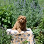 Arika-female-Maltipoo-puppy-for-sale-1