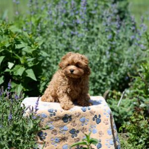 Arika Maltipoo Arika Maltipoo