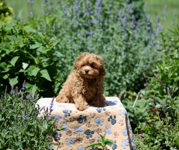 Arika Maltipoo Arika Maltipoo