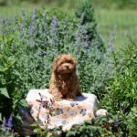 Arika-female-Maltipoo-puppy-for-sale-2