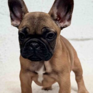 Arizona French Bulldog Arizona French Bulldog