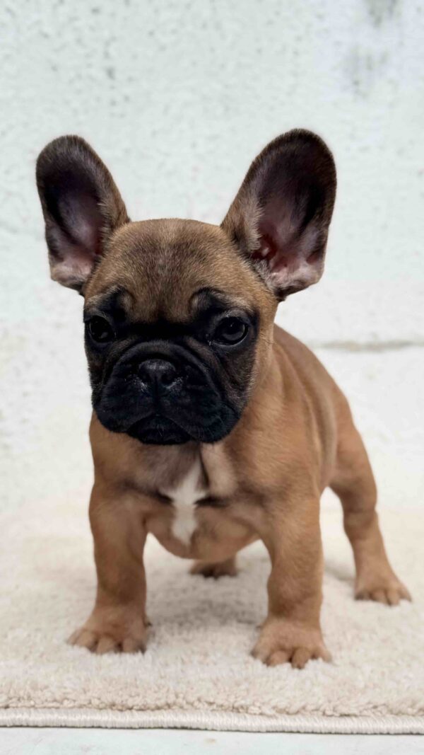 Arizona French Bulldog Arizona French Bulldog