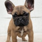 Arizona-female-French-bulldog-puppy-for-sale-2