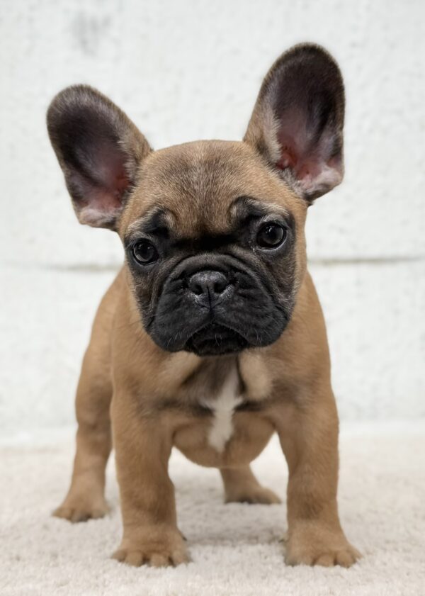 Arizona French Bulldog Arizona French Bulldog
