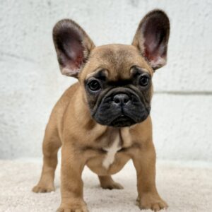 Arizona French Bulldog Arizona French Bulldog