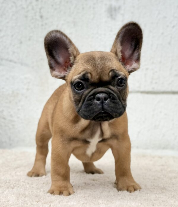 Arizona French Bulldog Arizona French Bulldog